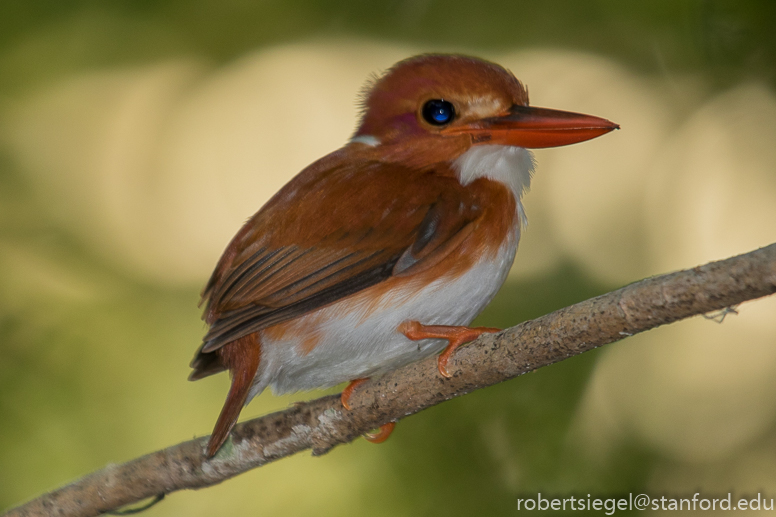 Pygmy kingfisher